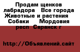 Продам щенков лабрадора - Все города Животные и растения » Собаки   . Мордовия респ.,Саранск г.